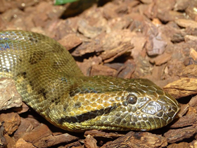 Фото Гигантская анаконда