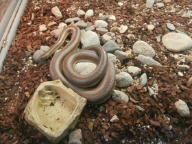 Фото Розовополосый удав