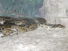 Фото Тигровый питон