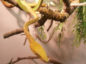 Смотреть фото Плетевидная змея Фото Плетевидная змея