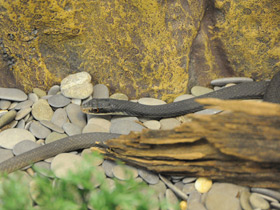 Смотреть фото Черный полоз-удав Фото Черный полоз-удав