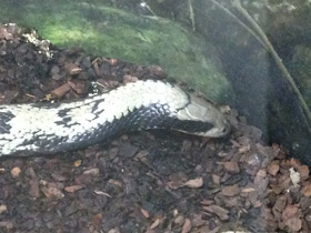 Фото Бразильский капюшонный уж