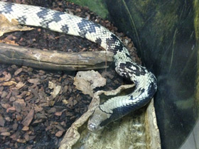 Фото Бразильский капюшонный уж