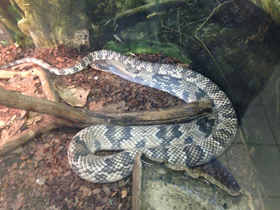 Фото Бразильский капюшонный уж