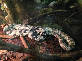 Фото Бразильский капюшонный уж