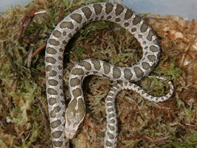 Смотреть фото Полоз Давида Фото Полоз Давида