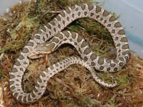 Смотреть фото Полоз Давида Фото Полоз Давида