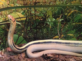 Фото Лучистый полоз