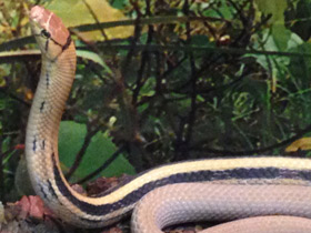 Фото Лучистый полоз