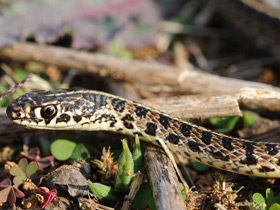 Фото Полосатый полоз