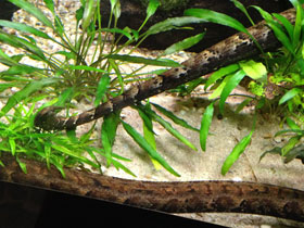 Фото Щупальценосная змея