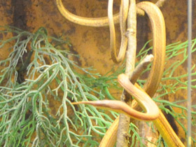 Фото Мадагаскарская лангаха