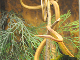 Фото Мадагаскарская лангаха