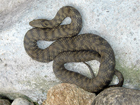 Смотреть фото Водяной уж Фото Водяной уж