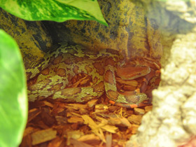 Фото Полоз Меллендорфа