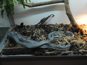 Фото Тонкохвостый полоз