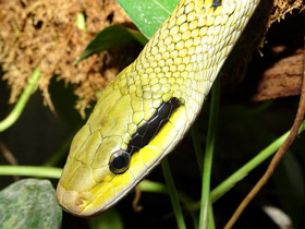 Фото Тонкохвостый полоз