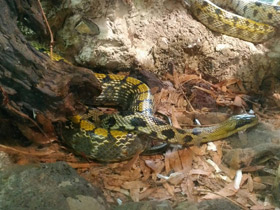 Фото Тонкохвостый полоз