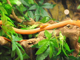 Фото Полоз Россалена