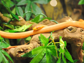 Фото Полоз Россалена