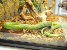 Фото Филодриас барона