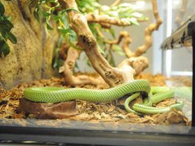 Фото Филодриас барона