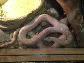 Фото Сосновая змея