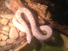 Фото Сосновая змея