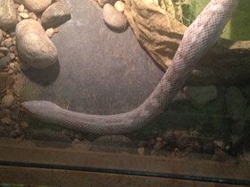 Фото Сосновая змея