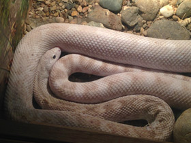 Фото Сосновая змея