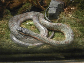 Фото Изменчивый псеустес