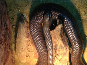 Фото Носатый рамфиофис