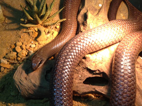 Фото Носатый рамфиофис