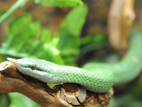 Носатый полоз Носатый полоз