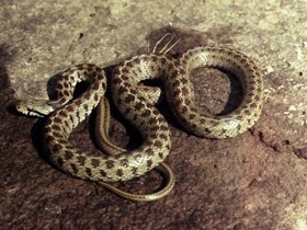 Фото Закавказский полоз