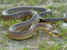 Фото Эскулапов полоз