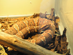 Фото Щитомордник Тейлора