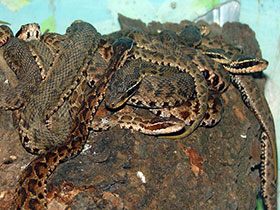 Смотреть фото Короткохвостый щитомордник Фото Короткохвостый щитомордник