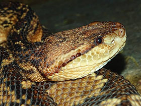 Фото Самые опасные змеи