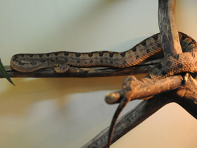 Смотреть фото Стройная куфия Фото Стройная куфия