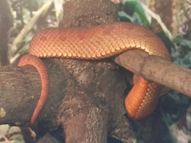 Смотреть фото Береговая куфия Фото Береговая куфия