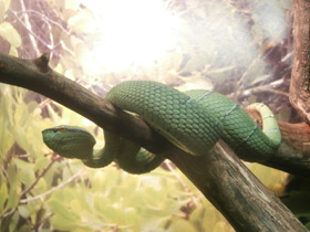 Смотреть фото Храмовая куфия Фото Храмовая куфия