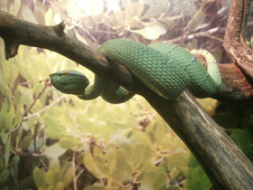 Смотреть фото Храмовая куфия Фото Храмовая куфия