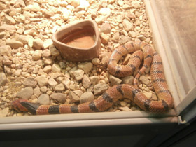 Фото Самые опасные змеи