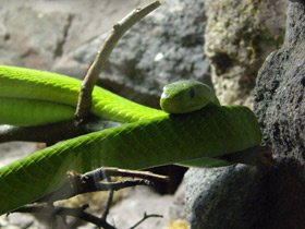 Фото Узкоголовая мамба