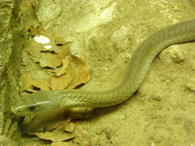 Фото Чёрная мамба