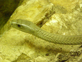 Фото Чёрная мамба