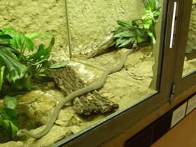 Фото Чёрная мамба