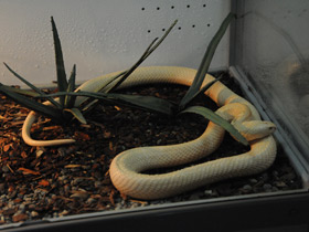 Смотреть фото Моноклевая кобра Фото Моноклевая кобра