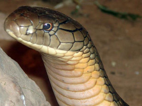 Фото Самые опасные змеи